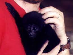 gibbon (Hylobates klossii)