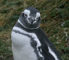 Spheniscus magellanicus