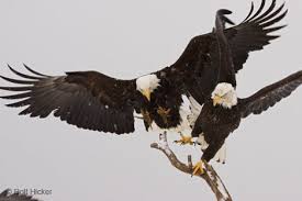 Haliaeetus leucocephalus