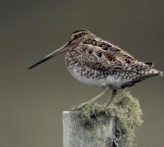 Watersnip (Gallinago Gallinago