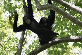 Siamang Hylobates syndactylus