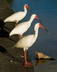 File:Eudocimus albus trio.jpg