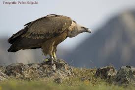 Gyps fulvus - Buitre leonado
