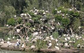 Threskiornis molucca gather at