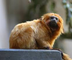 Leontopithecus rosalia