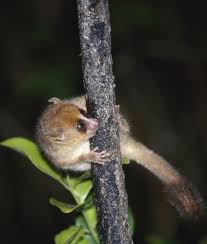File:Microcebus-rufus.jpg