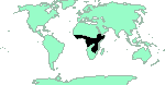 Galagoides demidoff ;