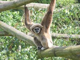 Lar Gibbon (Hylobates lar) <!