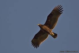 EAGLE (Aquila clanga)