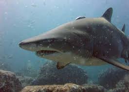Carcharias taurus photo