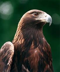 Eagle - Aquila chrysaetos