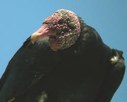 vulture- Coragyps atratus.