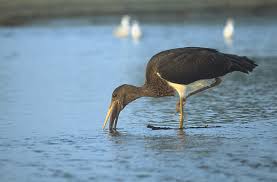 Ciconia nigra: last time seen