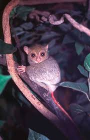 Tarsius bancanus Международная
