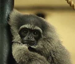 Silvery gibbon (Hylobates