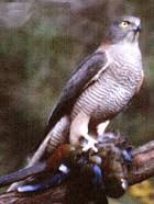 Accipiter fasciatus