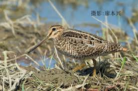 7/大沙锥, Gallinago megala