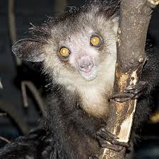 Aye-aye (Daubentonia