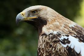 Aquila heliaca e amk.jpg