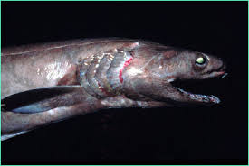 Chlamydoselachus anguineus