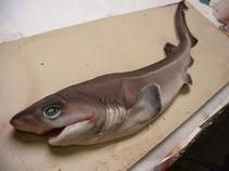Image of Hexanchus griseus
