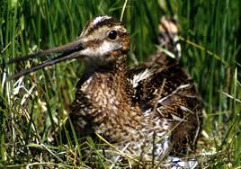 Bekassine (Gallinago gallinago