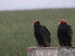 Cathartes aura.