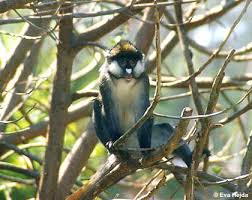 (Cercopithecus ascanius) -