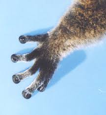 Lepilemur mustelinus