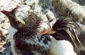 (Eudyptes chrysocome)