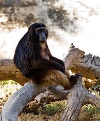 Macaque(Macaca ochreata)