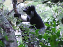 Indri lemur (Indri indri),