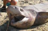 (Heptranchias perlo