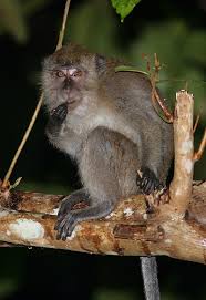 (Macaca fascicularis) in