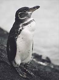 Spheniscus mendiculus