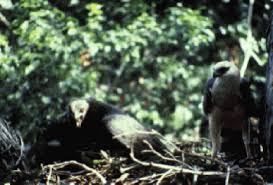 (Morphnus guinanensis) at
