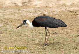 (Ciconia episcopus) Srilanka