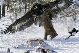 eagle (Aquila chrysaetos)