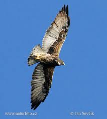 (Buteo albicaudatus )