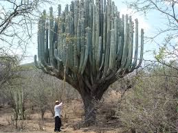 Pachycereus weberi from Oaxaca