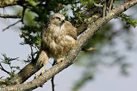 buzzard (Buteo oreophilus)