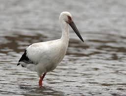 Stork » Ciconia boyciana