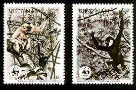 Pileated gibbons (Hylobates