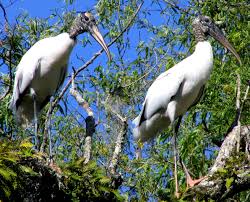 Stork (Mycteria americana)
