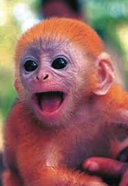 Trachypithecus auratus)