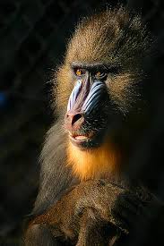 Um mandril (Mandrillus sphinx)
