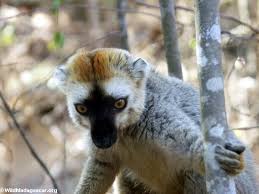 Eulemur fulvus rufus lemur in