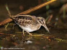 (Lymnocryptes minimus)