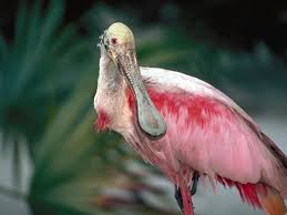 Spoonbill Platalea ajaja