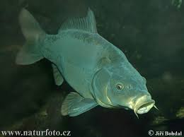 Carp Photos, Carp Images